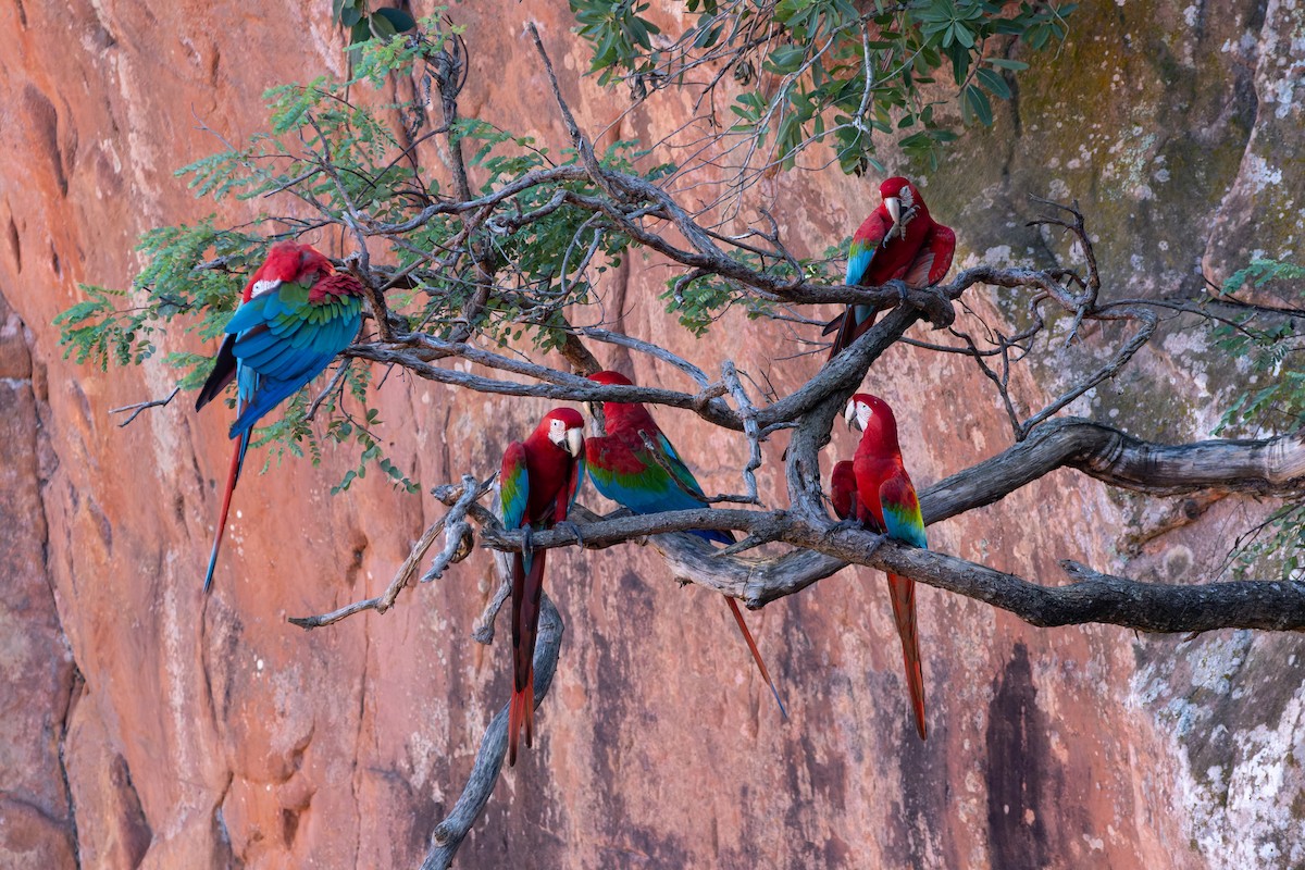 Red-and-green Macaw - ML620858480