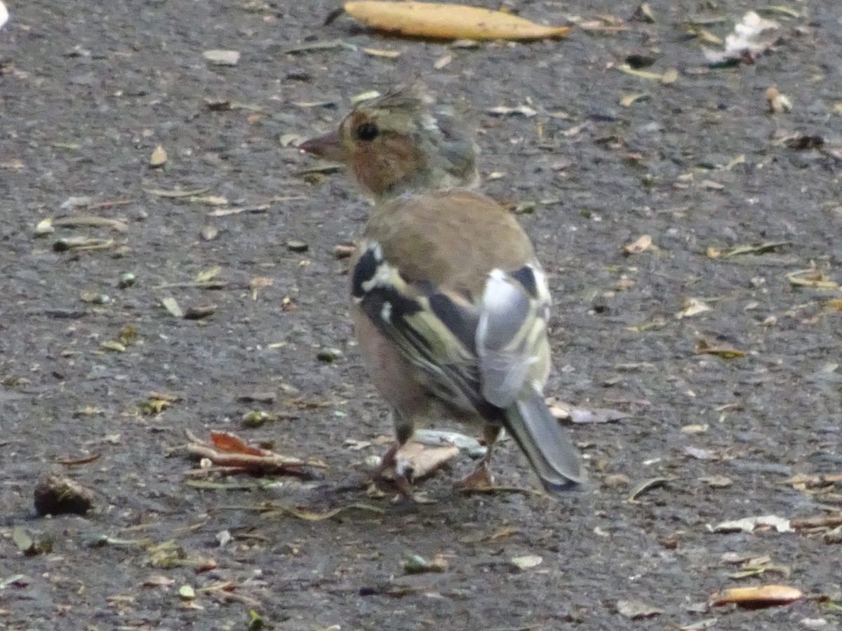 Common Chaffinch - Stephen Chang