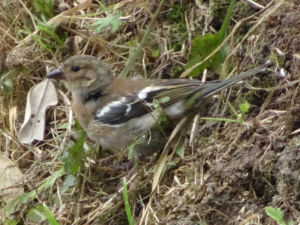 Common Chaffinch - ML620858492