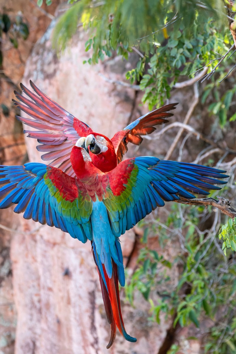 Red-and-green Macaw - ML620858493
