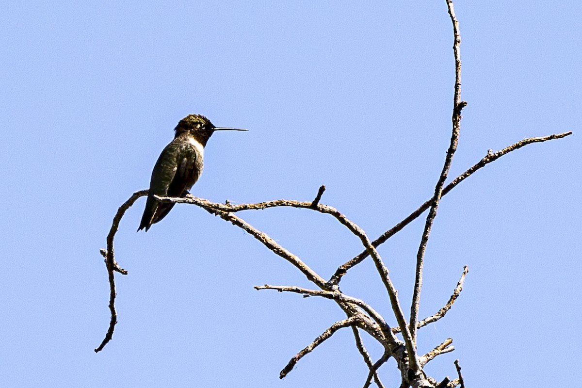 Black-chinned Hummingbird - ML620858495
