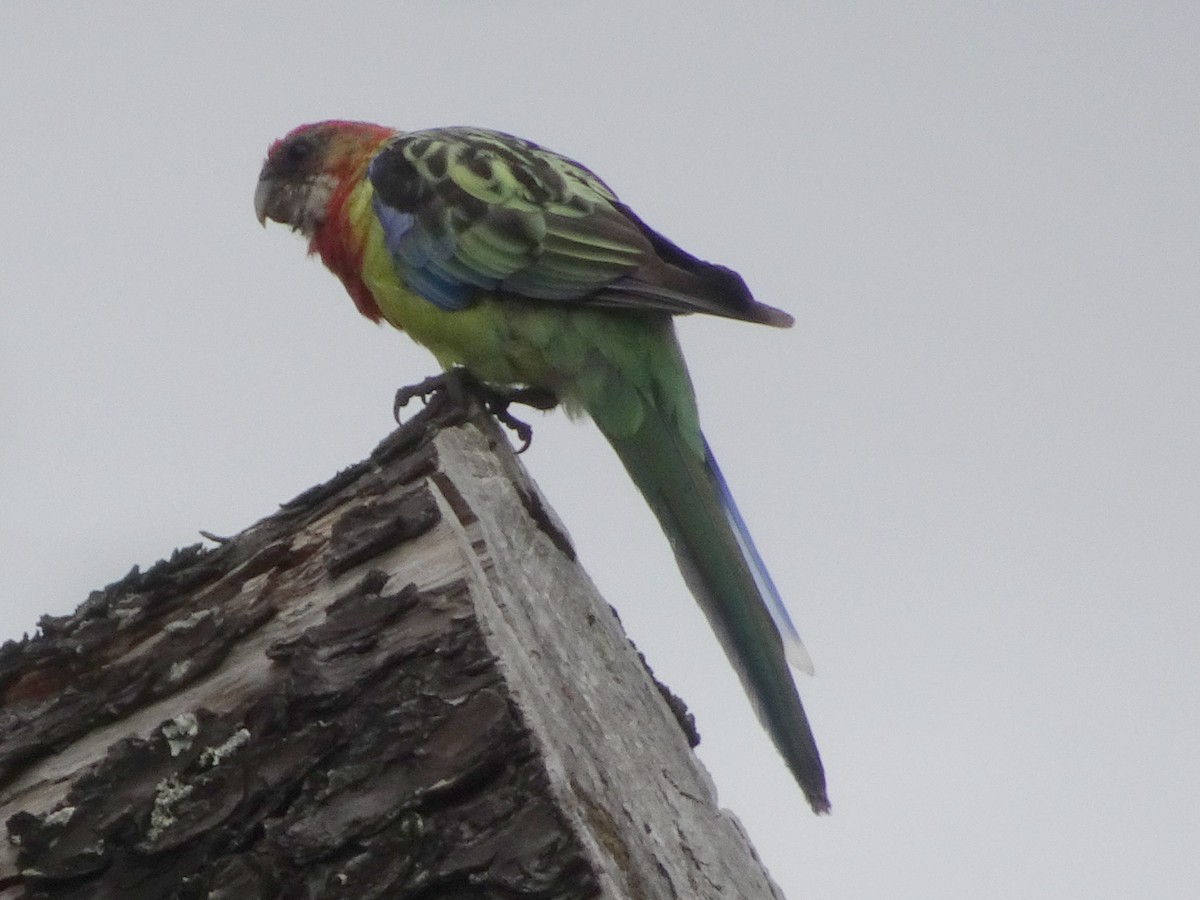 Eastern Rosella - ML620858498