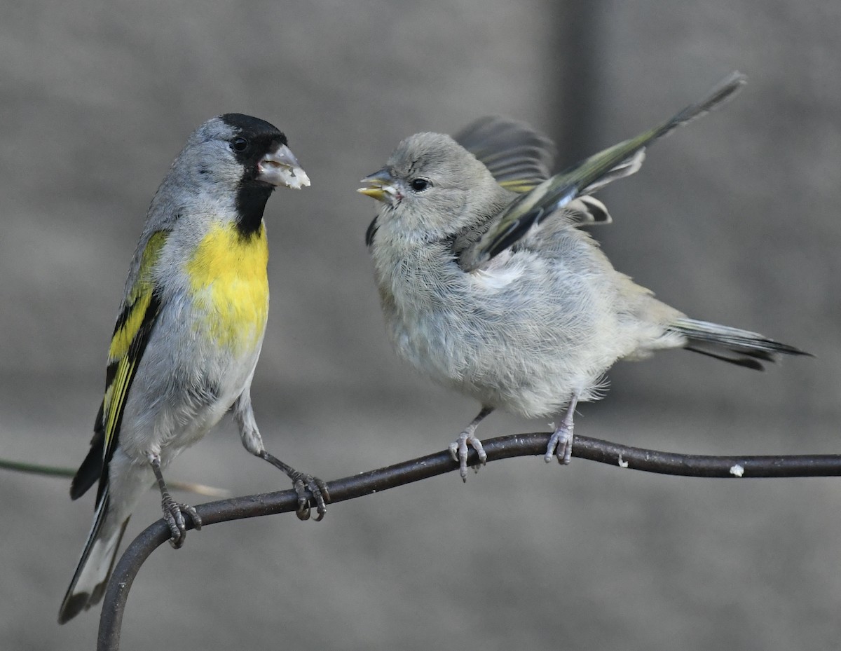 Lawrence's Goldfinch - ML620858516