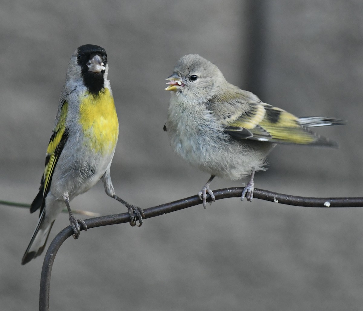 Lawrence's Goldfinch - ML620858517