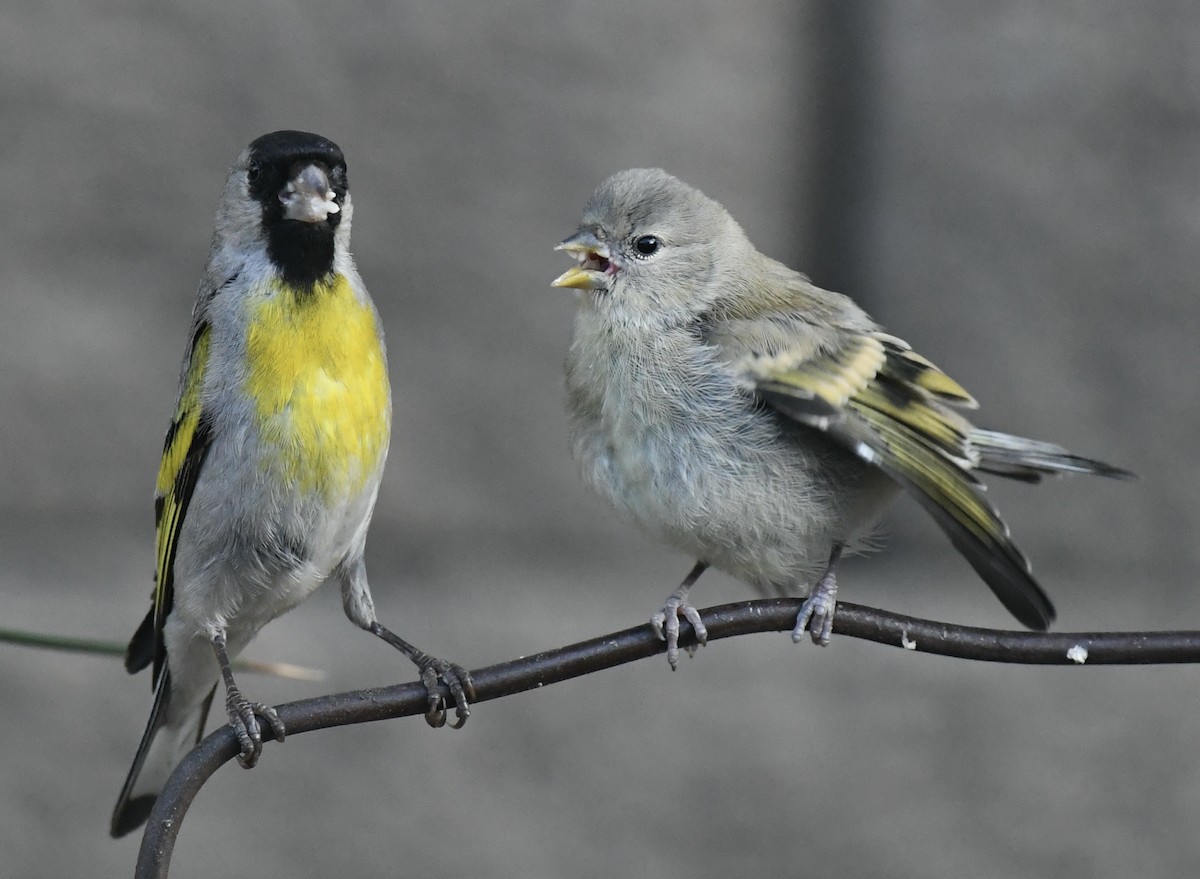 Lawrence's Goldfinch - ML620858519