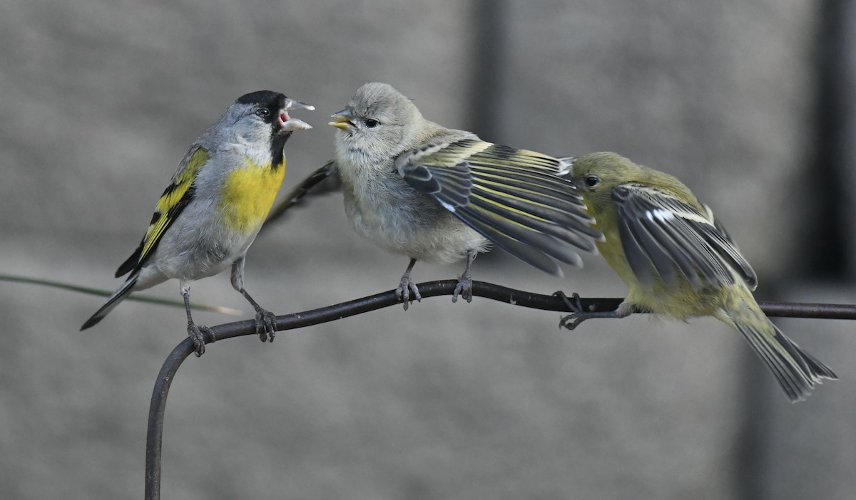 Lawrence's Goldfinch - ML620858520