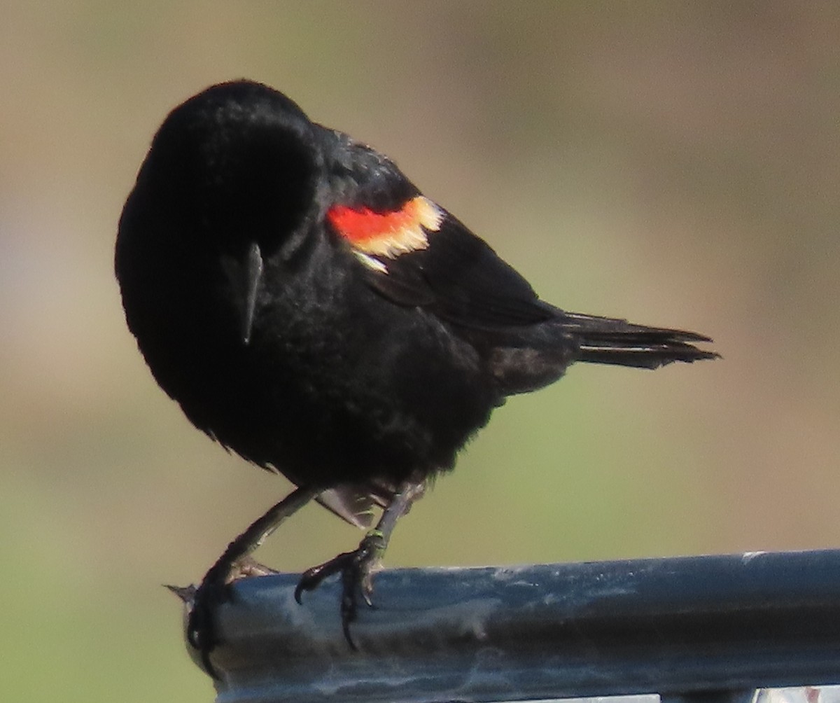 Red-winged Blackbird - ML620858524