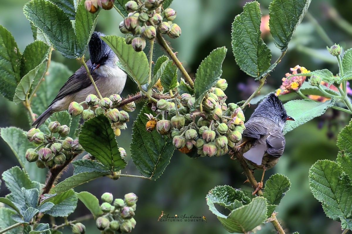 Black-chinned Yuhina - ML620858536