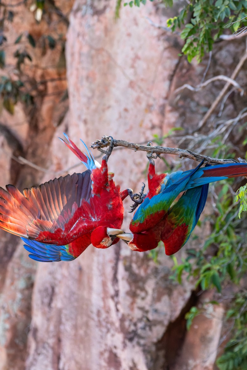 Red-and-green Macaw - ML620858542