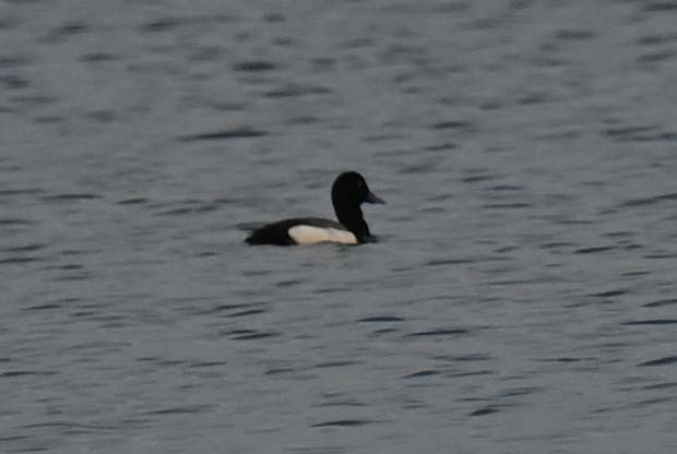 Greater Scaup - ML620858545