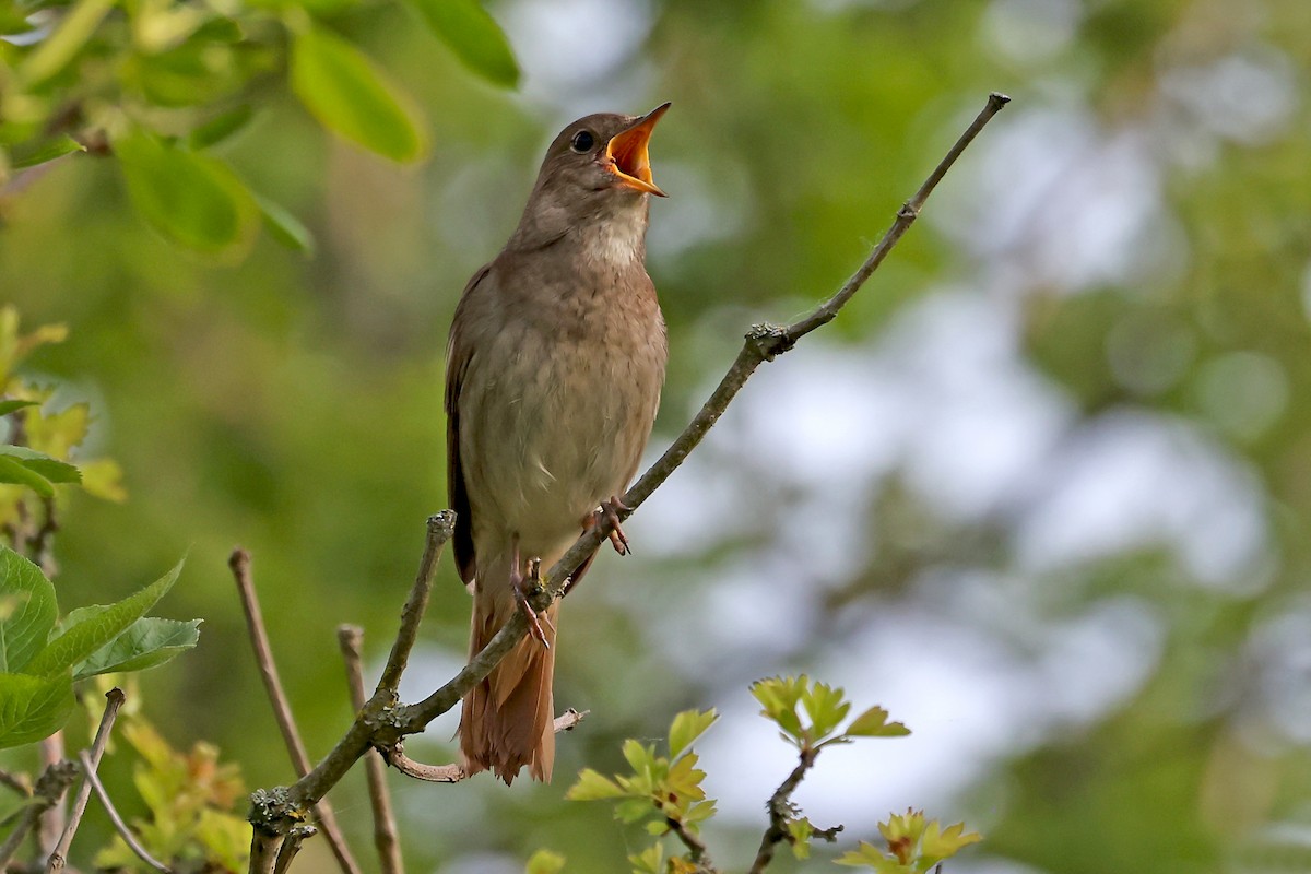 Thrush Nightingale - ML620858547