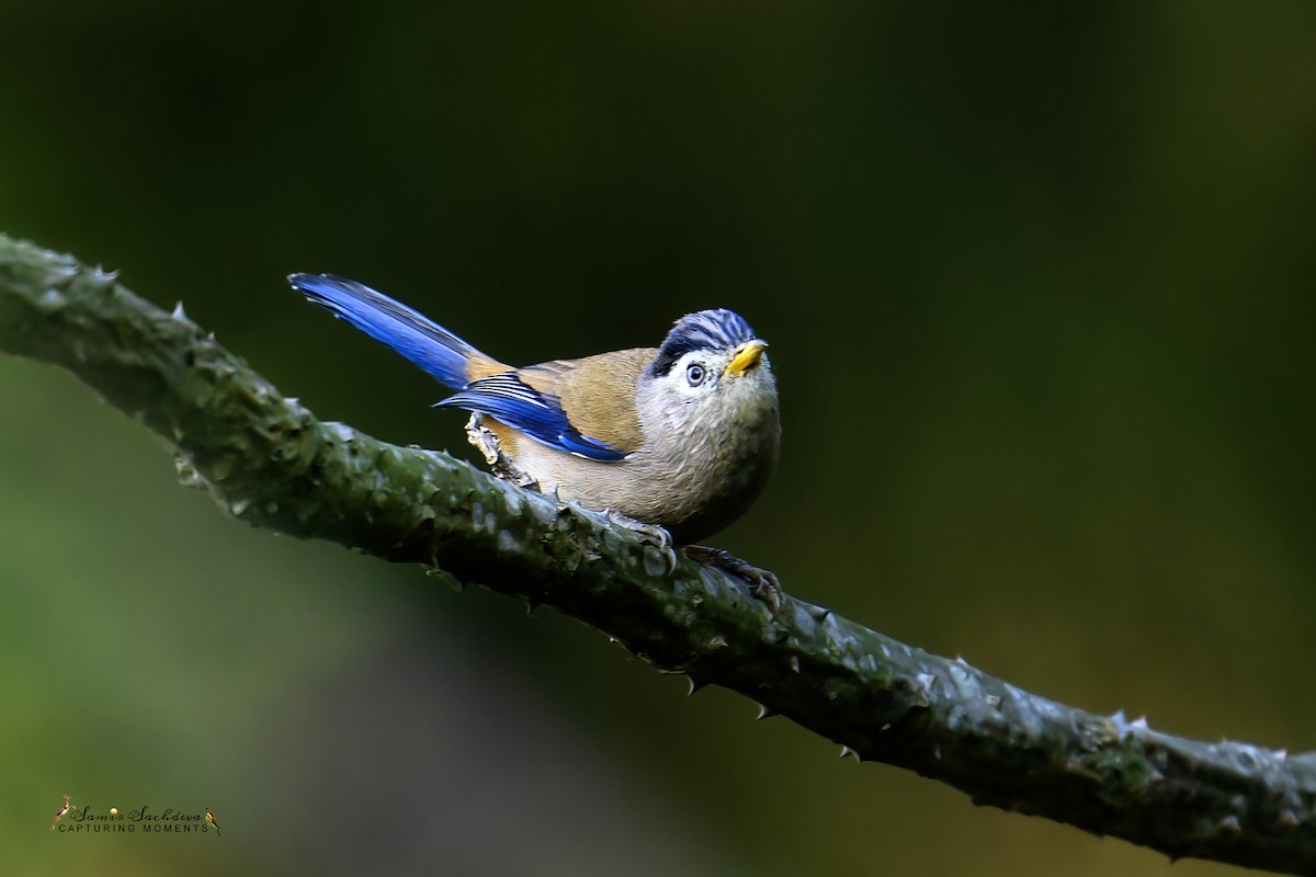 Blue-winged Minla - Samir Sachdeva