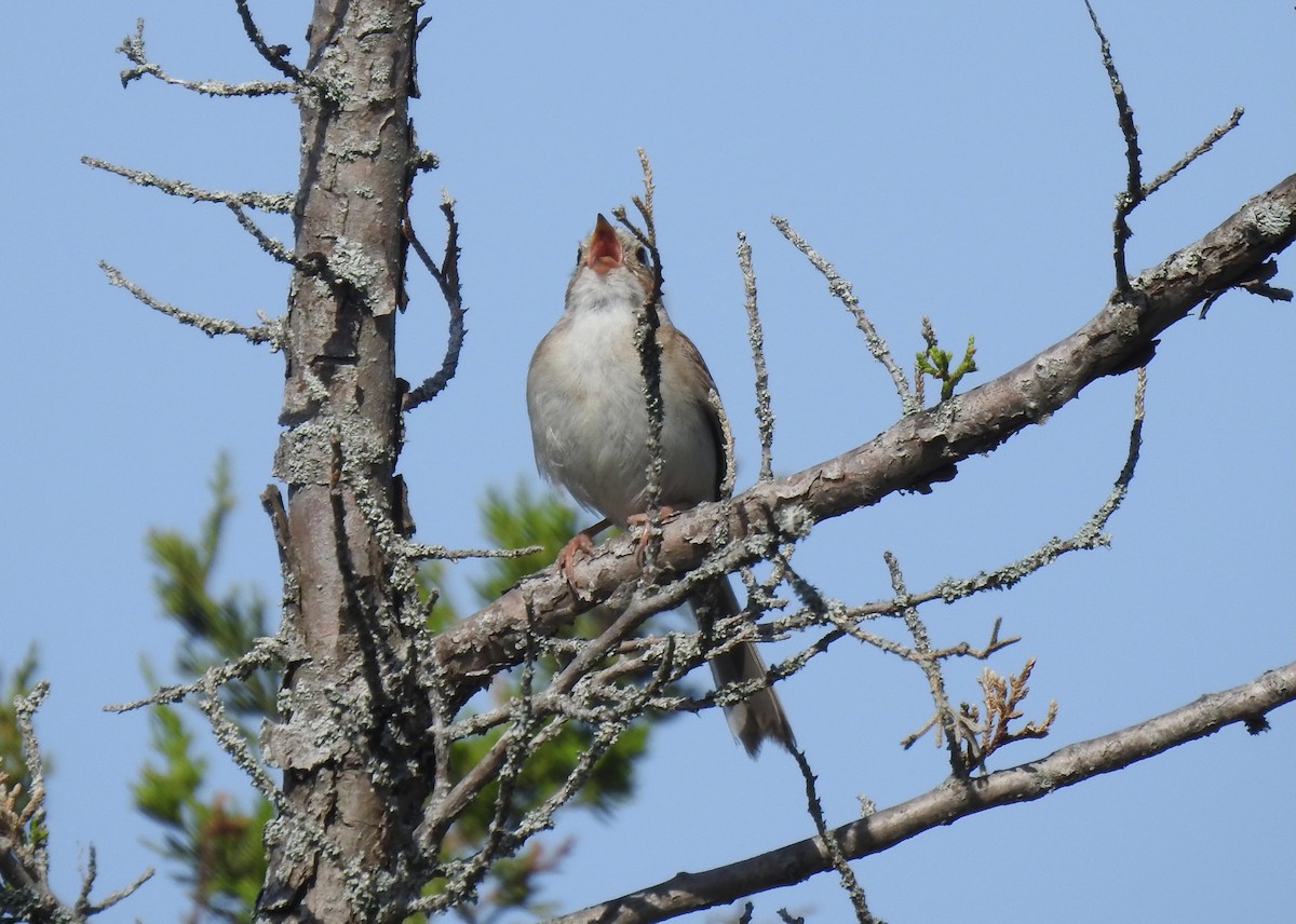 Clay-colored Sparrow - ML620858566
