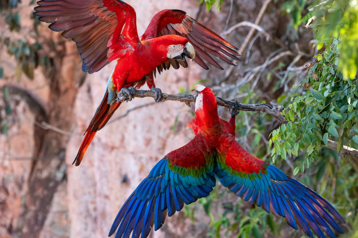 Red-and-green Macaw - ML620858570