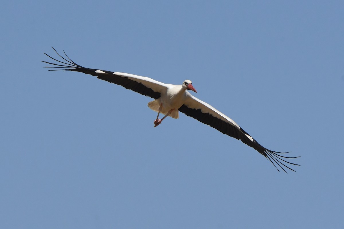 White Stork - ML620858576