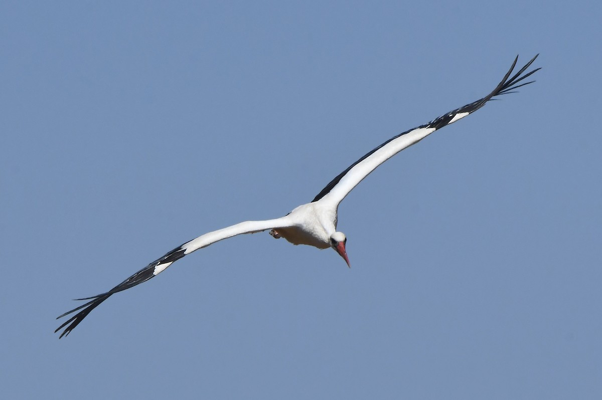 White Stork - ML620858577