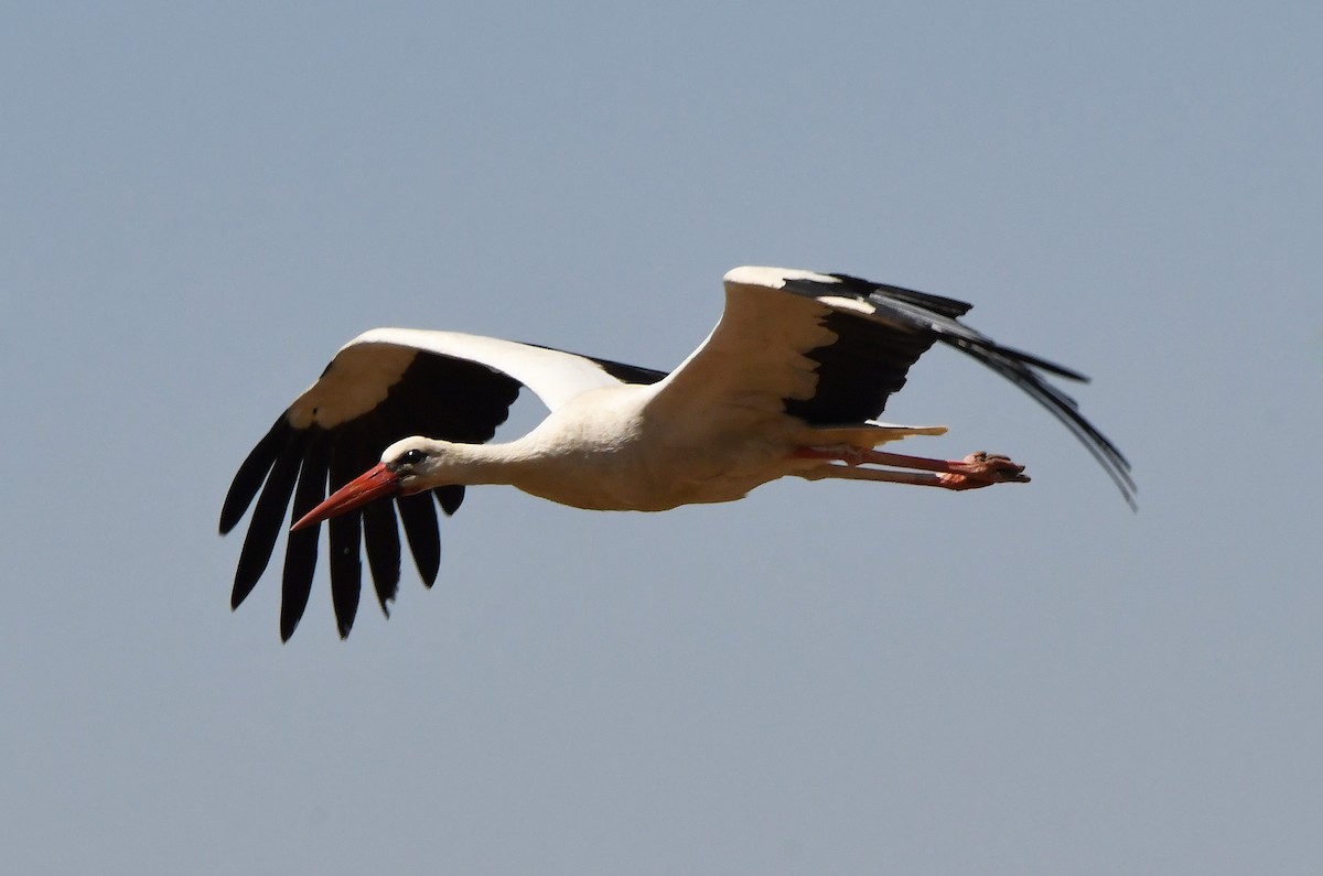 White Stork - ML620858578