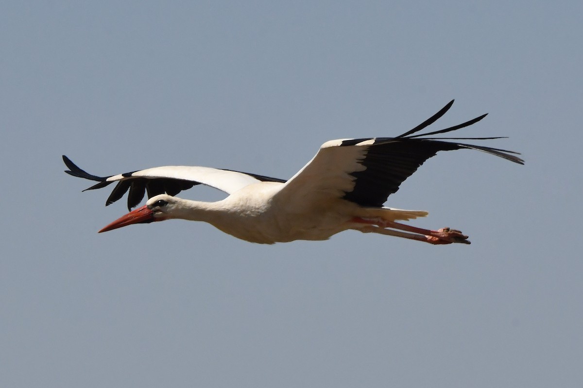 White Stork - ML620858579