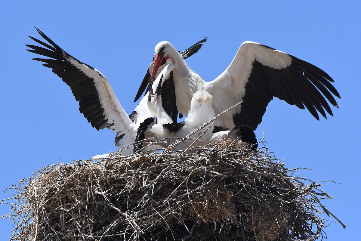 White Stork - ML620858583