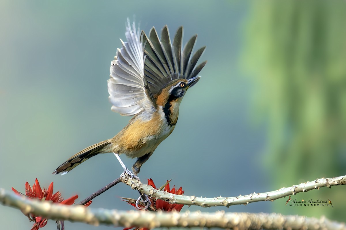 Lesser Necklaced Laughingthrush - ML620858594