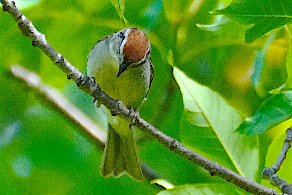 Chipping Sparrow - ML620858595