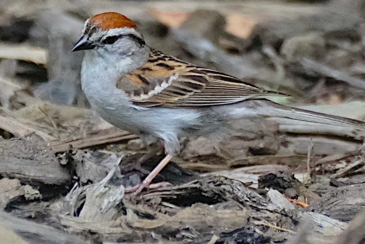 Chipping Sparrow - ML620858596