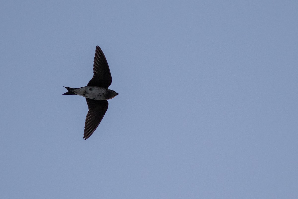 Purple Martin - ML620858604