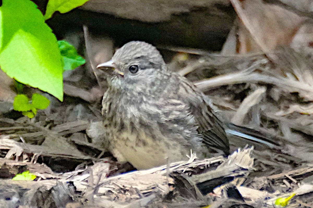 Junco ardoisé - ML620858608