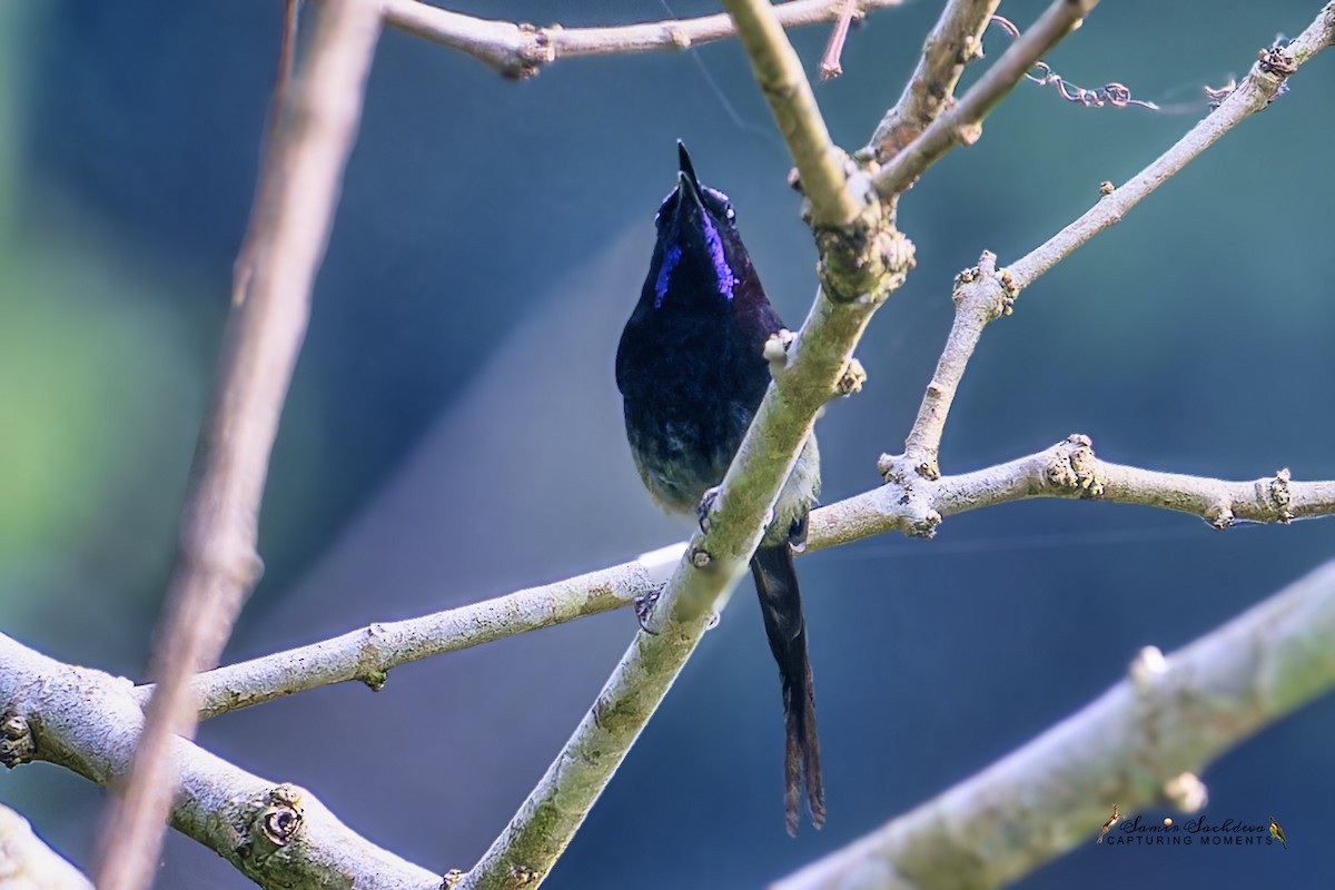 Black-throated Sunbird - ML620858616