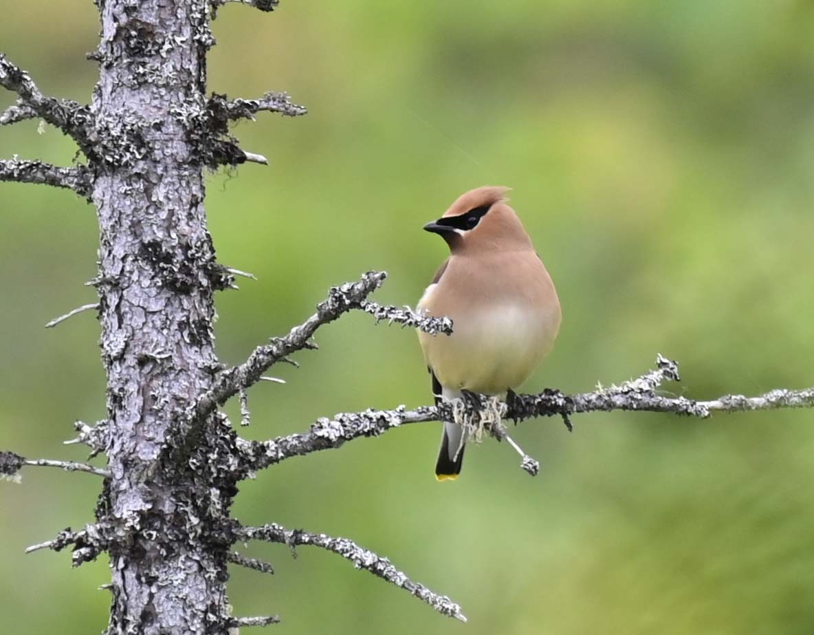 Cedar Waxwing - ML620858617