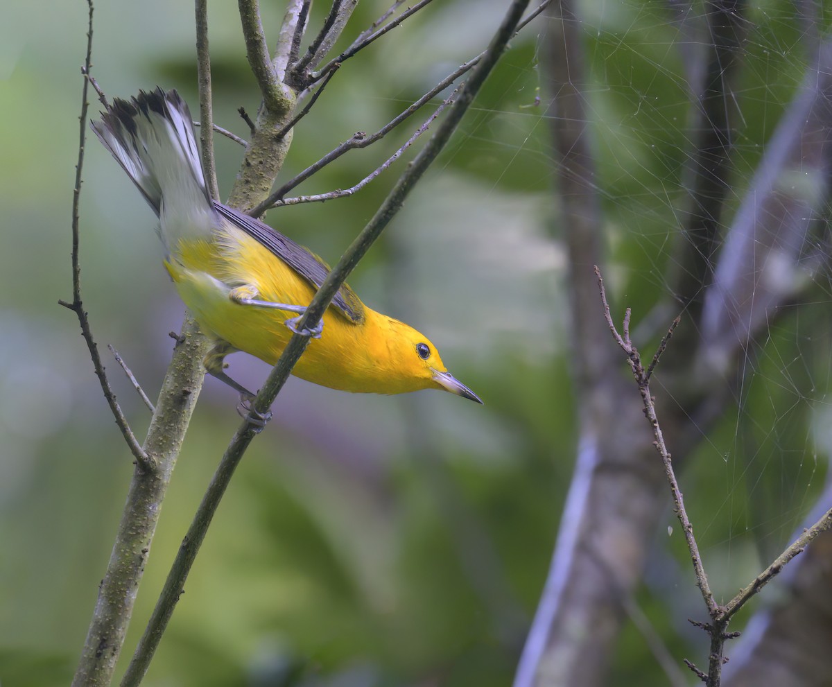 Prothonotary Warbler - ML620858620