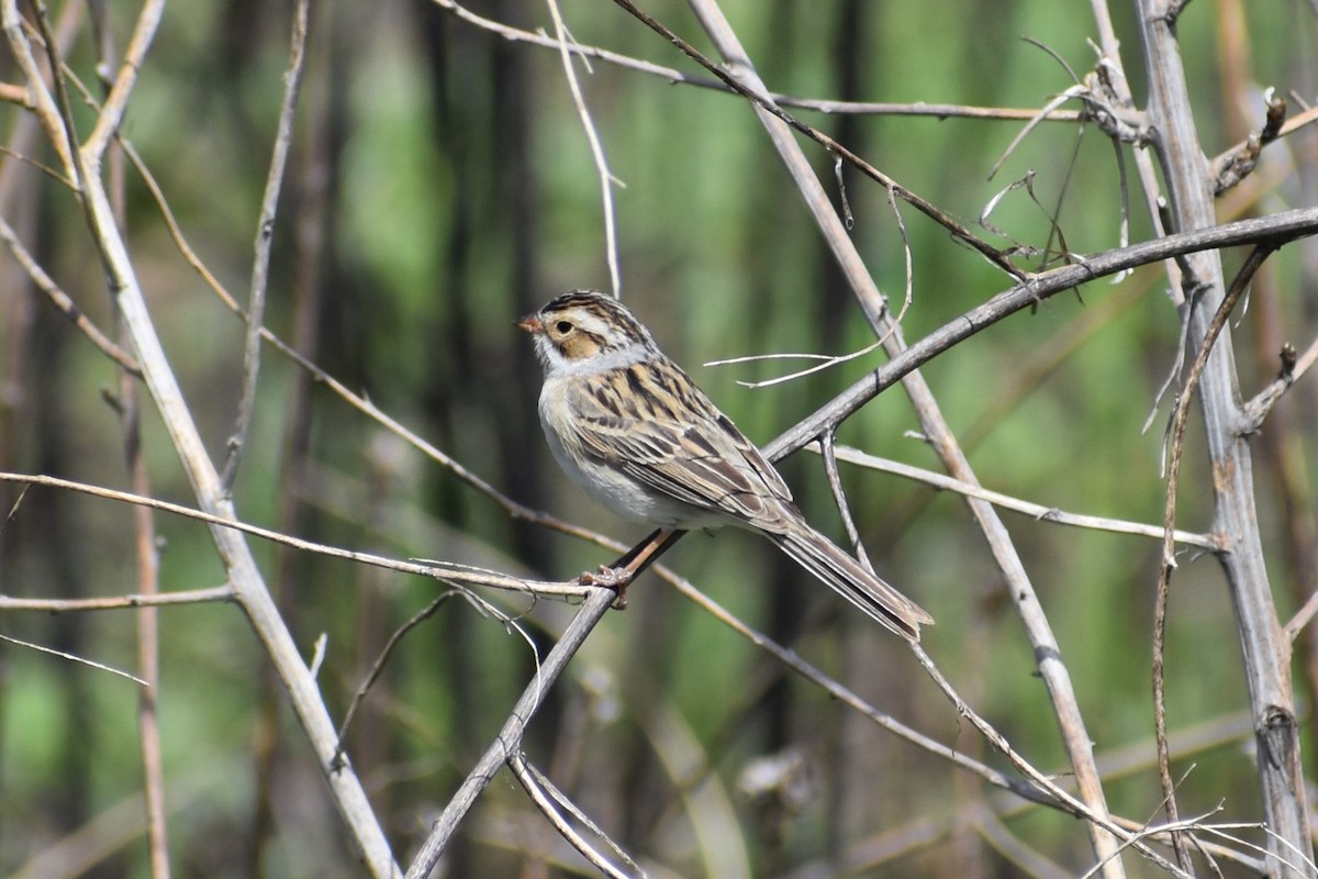 Clay-colored Sparrow - ML620858630