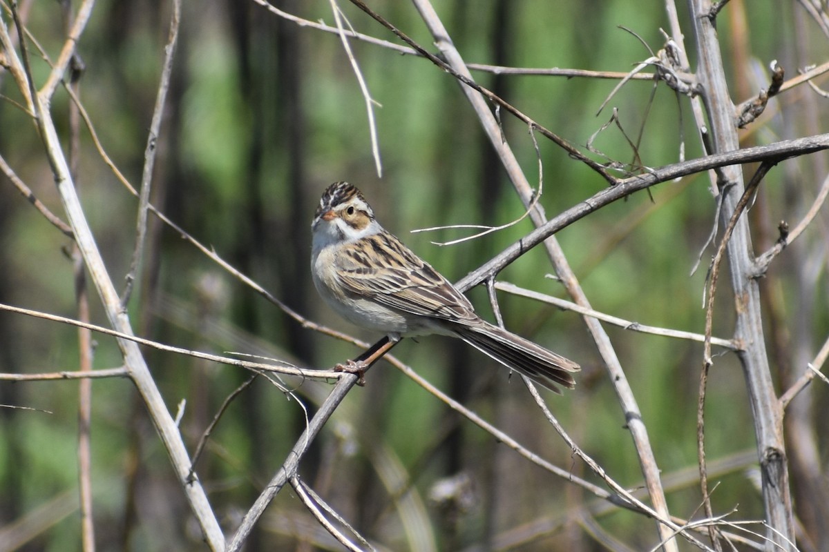 Clay-colored Sparrow - ML620858631