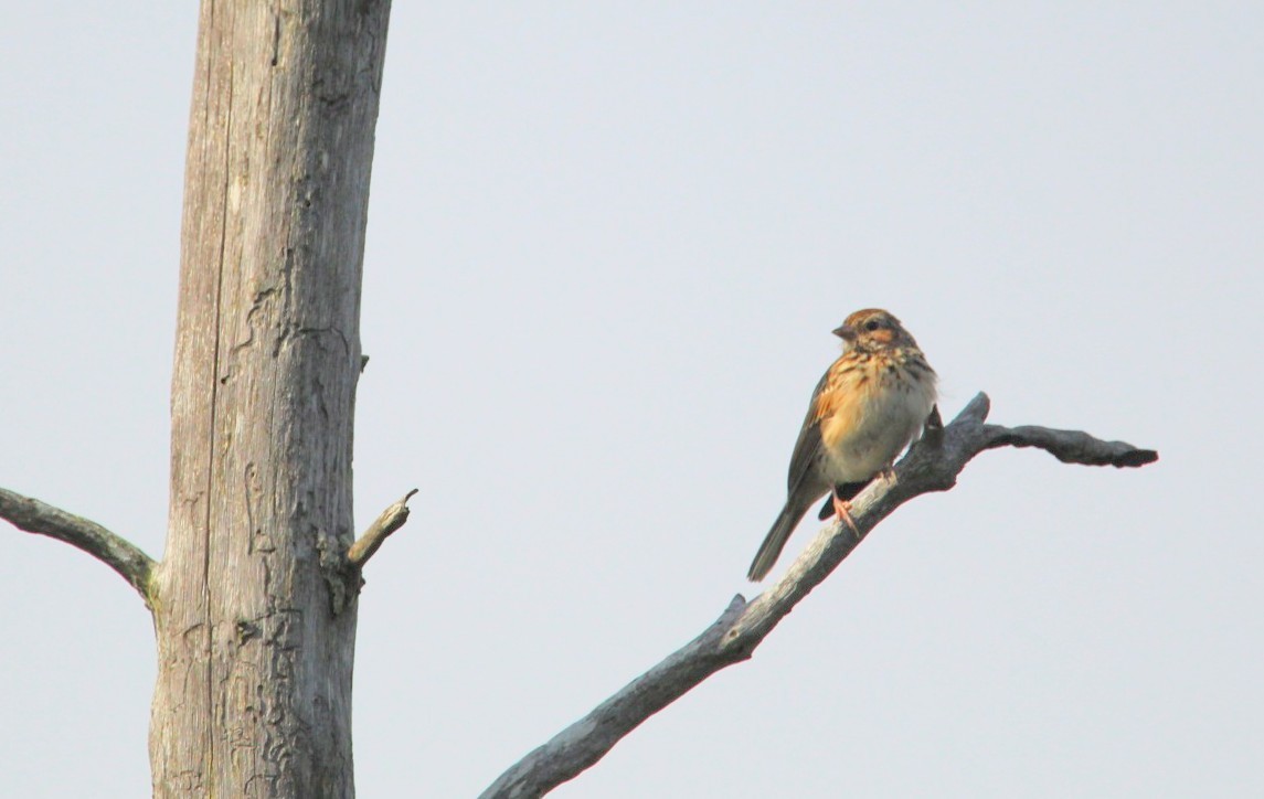 Vesper Sparrow - ML620858647