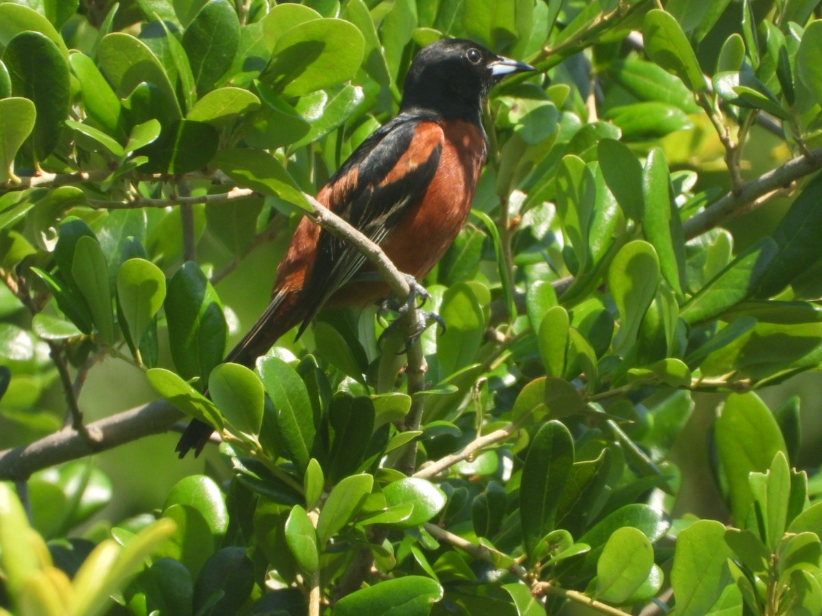 Orchard Oriole - ML620858656