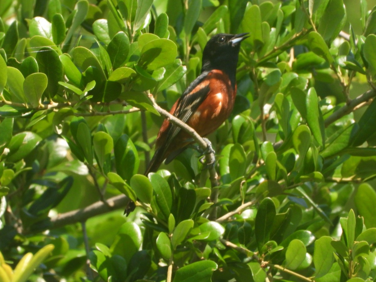 Orchard Oriole - ML620858657