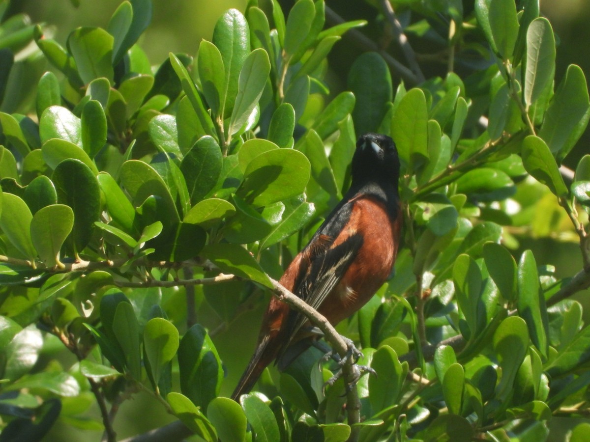 Orchard Oriole - ML620858660
