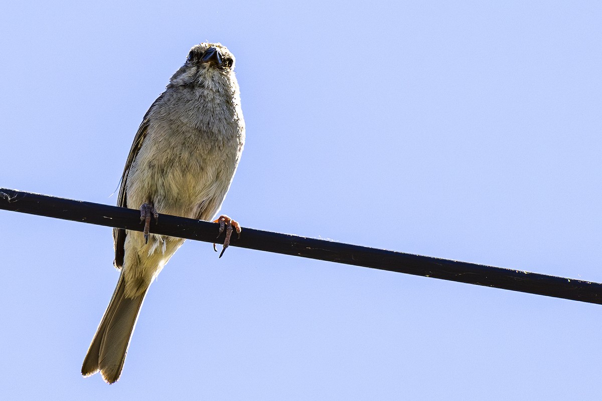 Chipping Sparrow - ML620858668