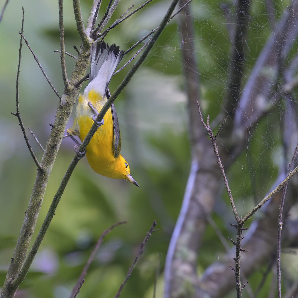 Prothonotary Warbler - ML620858675