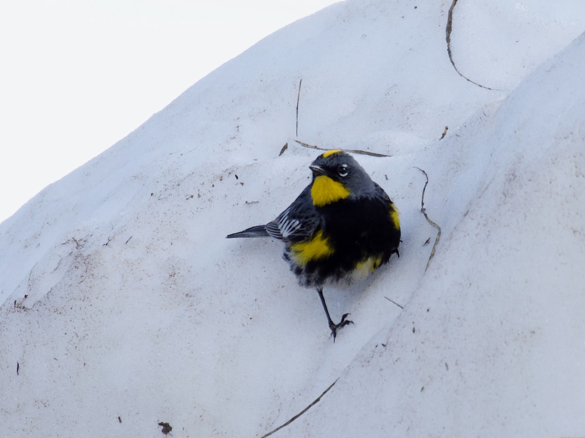 Yellow-rumped Warbler (Audubon's) - ML620858682