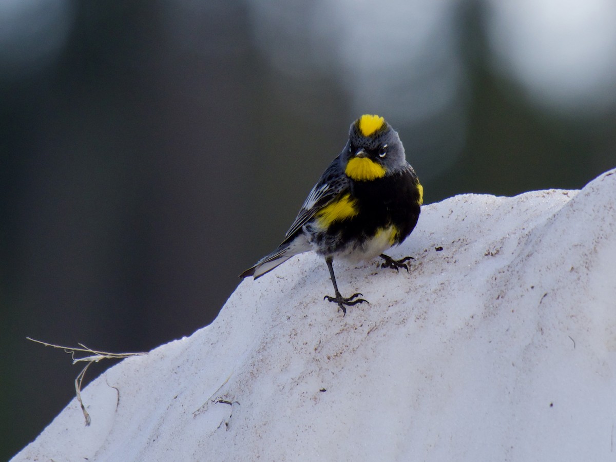 Yellow-rumped Warbler (Audubon's) - ML620858683