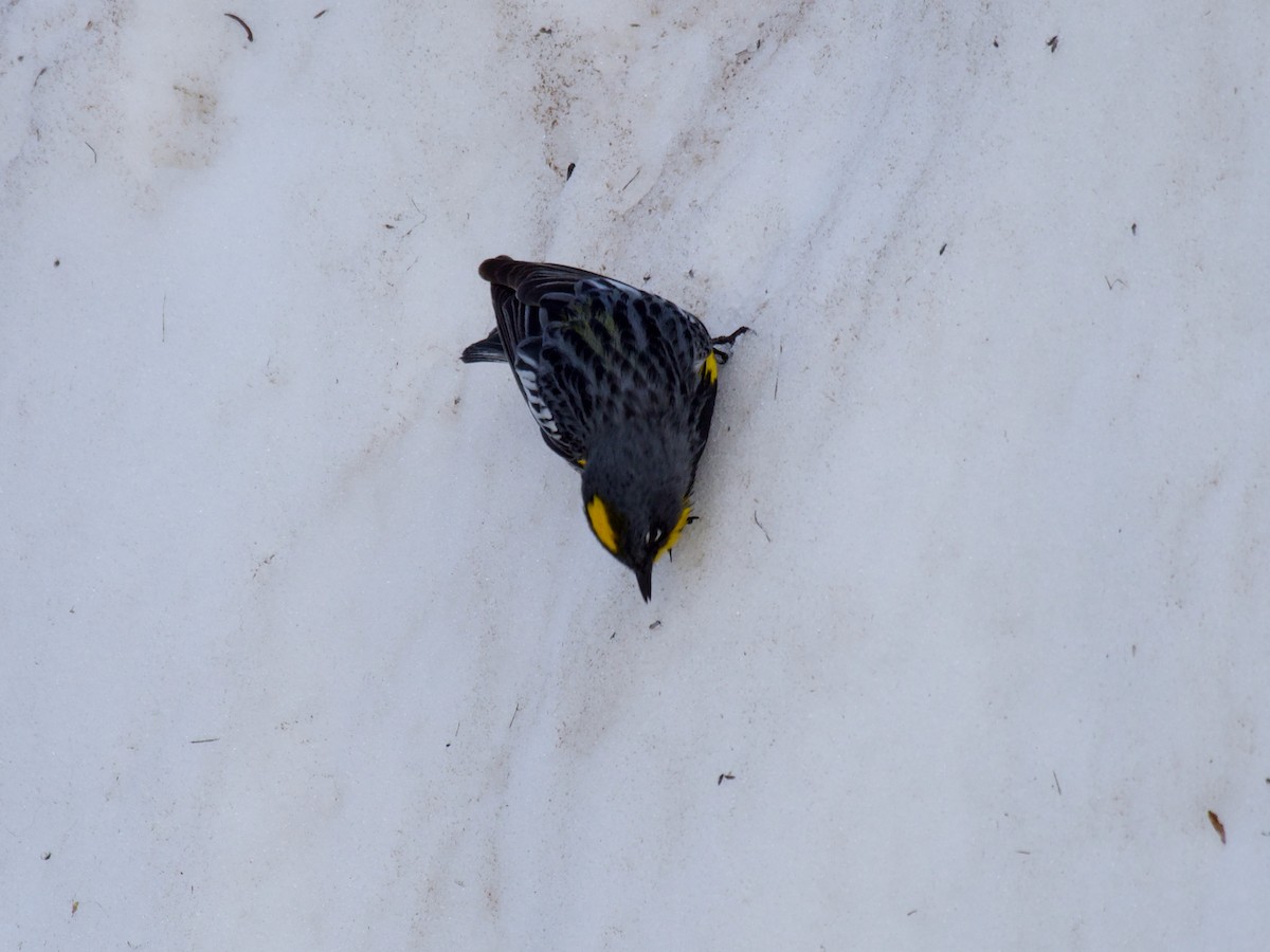 Yellow-rumped Warbler (Audubon's) - ML620858686