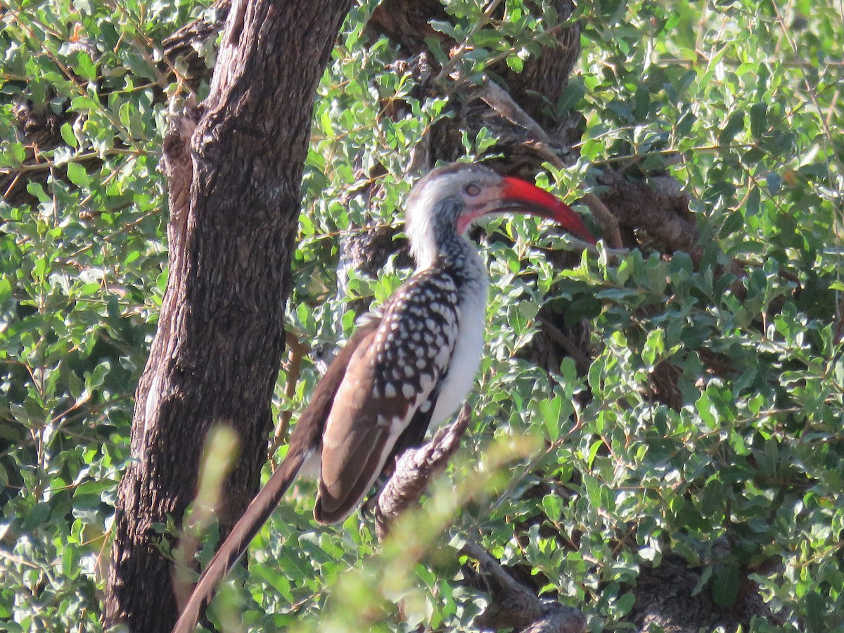 Southern Red-billed Hornbill - ML620858688