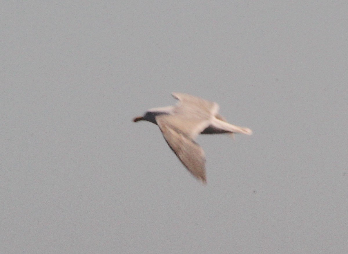 Glaucous-winged Gull - ML620858697