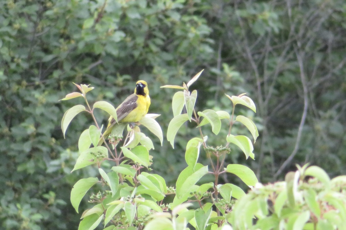 Orchard Oriole - ML620858709