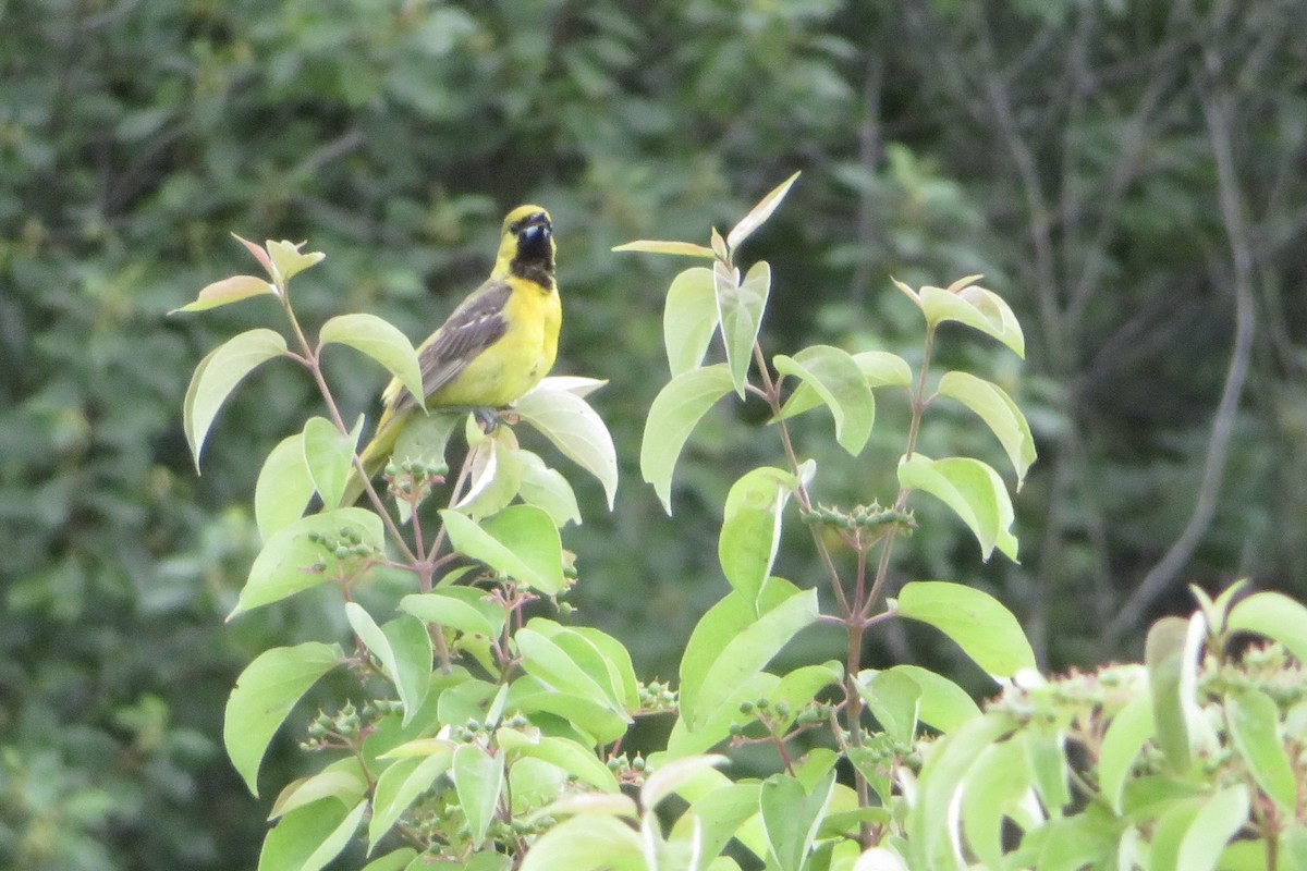 Orchard Oriole - ML620858710