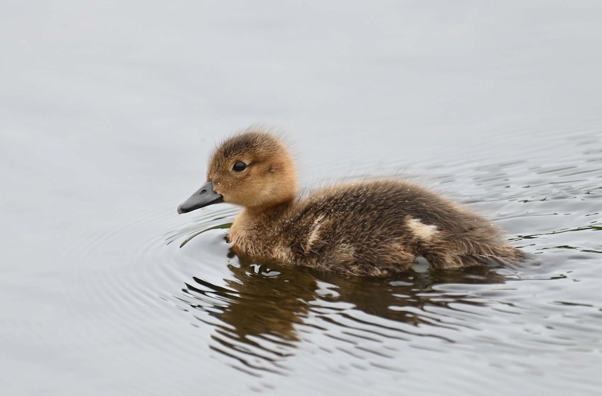 American Wigeon - Kathy Marche