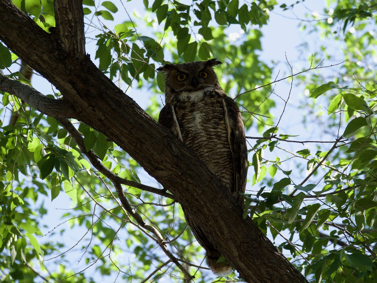 Great Horned Owl - ML620858734