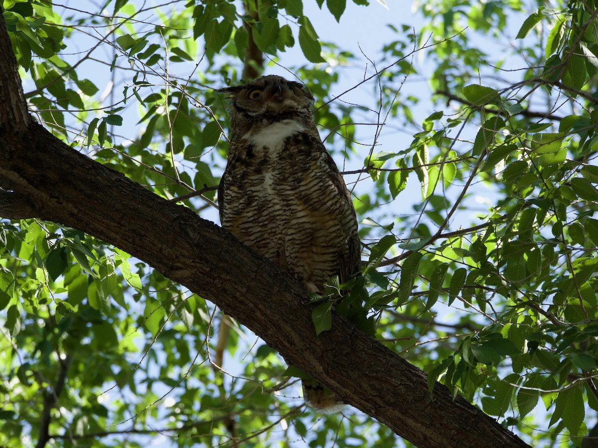 Great Horned Owl - ML620858735