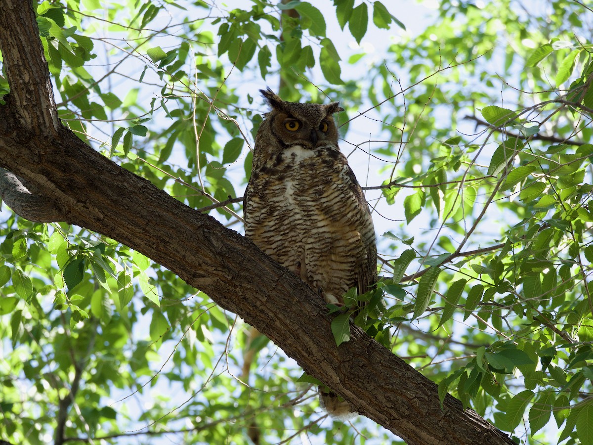 Great Horned Owl - ML620858736